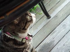 android_upload_pic-海边的猫和咖啡馆