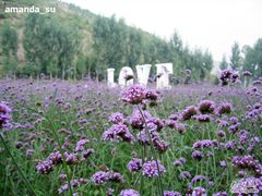 -紫海香堤香草艺术庄园