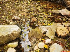 -老张烤羊(王哥庄店)