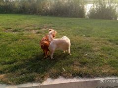 -永定河休闲森林公园