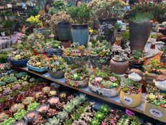 -大自然花鸟鱼虫市场