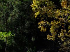 -MOJ coffee(瓯海泽雅水碓坑店)