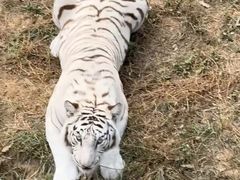 -石家庄市动物园