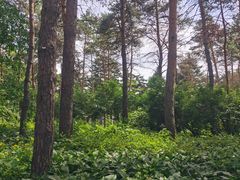 -黑龙江省森林植物园