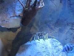 -悉尼海洋生物水族馆
