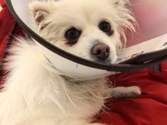 -贝康宠物医院·犬猫全科·小动物特色诊疗中心(东环路店)