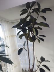 -HEYAN荷妍专业脱毛连锁机构