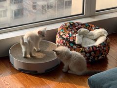 -糯米喵星人总部直营旗舰店·猫舍·幼猫出售