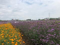 -紫颐香薰山谷景区