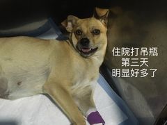 -小叮当动物医院·骨科·眼科