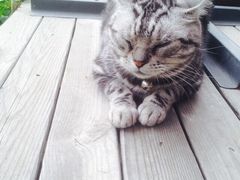 iphone_upload_pic-海边的猫和咖啡馆