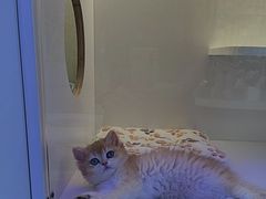 -小猫来了·猫咪专售(红山六九七九店)