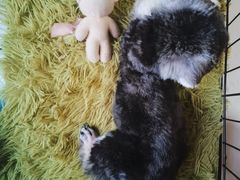-宠匠·爱宠堡 PET CASTLE