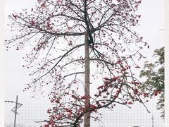 -云溪植物园