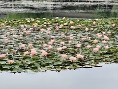 -白鹭湾湿地公园