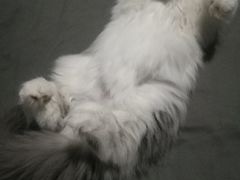 -荣耀金沙动物医院(清江西路店)