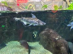 -太平洋海底世界