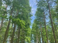 -渌洋湖湿地公园