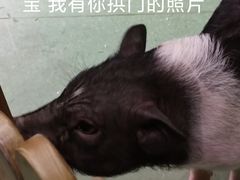 -藦茜花园宠物主题亲子互动体验馆(国顺东路店)