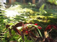 -Chom Cafe and Restaurant