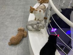-极木²邸 人与宠物·互动社区