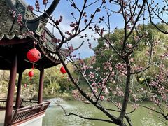 -上海醉白池公园