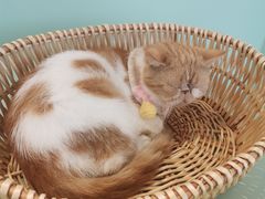 -怪兽屋·羊驼·猫咖·狗咖(俊华广场店)