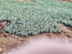 -羊亭河湿地公园