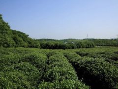 -大塘金香草谷