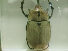 -上海昆虫博物馆