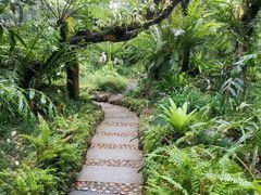 -深圳仙湖植物园