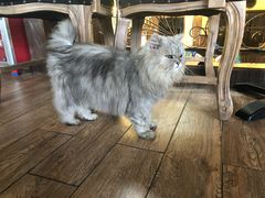 -more than meow吴止猫主题餐厅(承德 中船汇店)