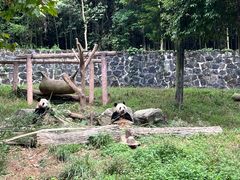-都江堰中华大熊猫苑