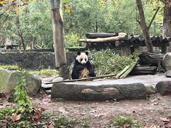 -都江堰中华大熊猫苑