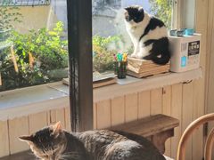 -海边的猫和咖啡馆