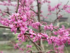 -桃花岭景区
