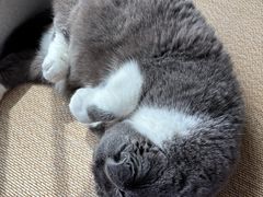 -嘉馨宠物医院·CT影像转诊·心脏科·犬猫全科诊疗中心(下沙大学城院区)