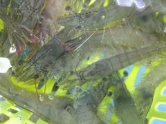 -龙溪海鲜酒家(溪涌店)