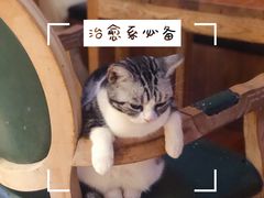 -猫小院猫主题餐厅(南锣旗舰店)
