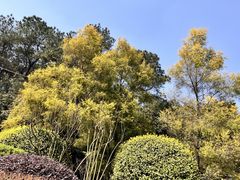 -铁山坪森林公园