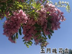 -北坞公园