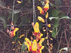 -金马仑薰衣草花园(Cameron Lavender)