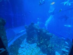 -成都浩海立方海洋公园