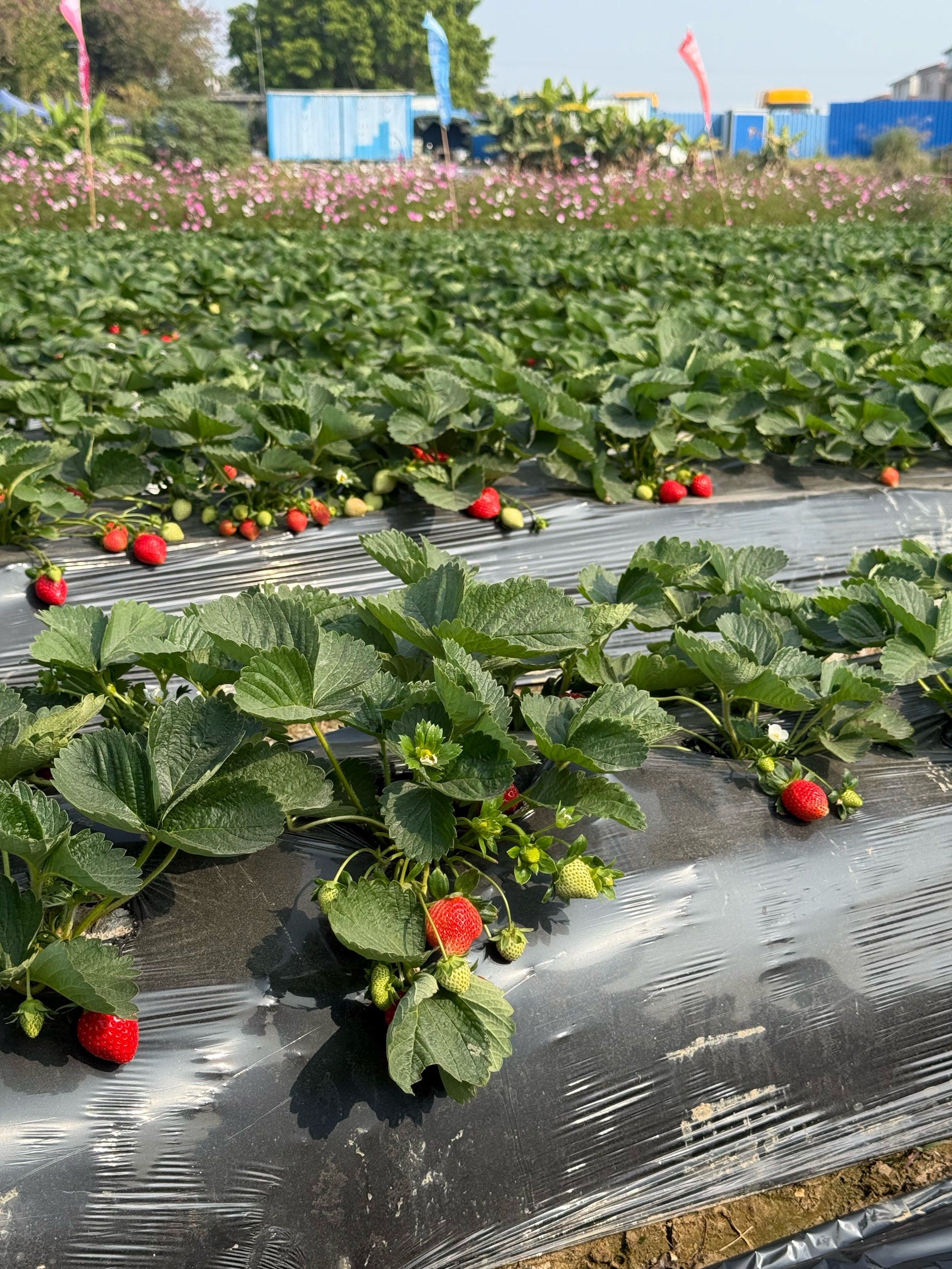 春天必须要来的草莓园