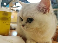 -猫小院猫主题餐厅(三里屯店)
