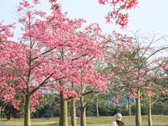 -风云岭森林公园