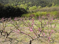 -桑洲油菜花景区