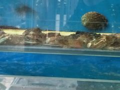 -小铜锣湾海鲜家常菜馆(河西店)