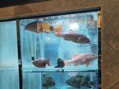 -海派悦庭·海胆烧麦·新融合菜(凯德广场店)