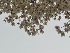 -石家庄市植物园